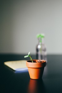 seed plant grow